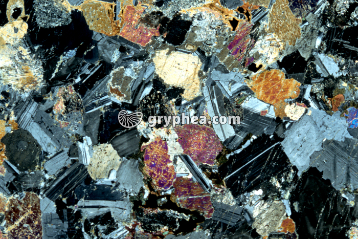 Gabbro LPA x3 - gryphea.com